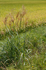 Tall pampas grass growing by a Japanese rice paddy in summer
