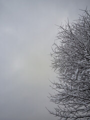 Artistic division : textured snow branches against smooth, cool gray sky