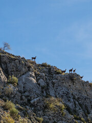 Alpine Chamois Rupicapra Rupicapra Herd On Rock Ridge