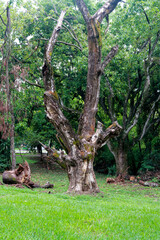 An Old Tree that is slowly deteriorating and its branches breaking off