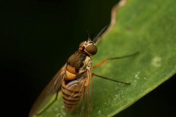 Golden yellow fly resting on green leaf