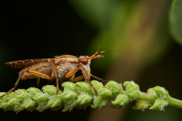 Tetanocerini fly resting on branch