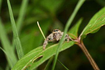 Macro view of brown jumper spider