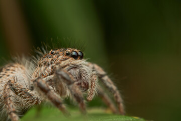 Macro view of brown jumper spider