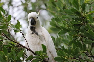 Sulphur-Crested Cockatoo (Cacatua galerita), Queensland, Australia © Frank Fichtmüller