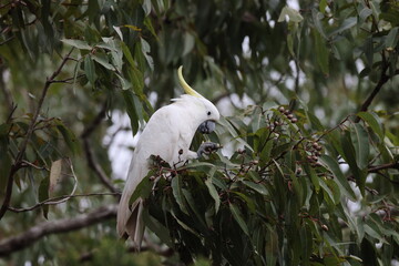 Sulphur-Crested Cockatoo (Cacatua galerita), Queensland, Australia