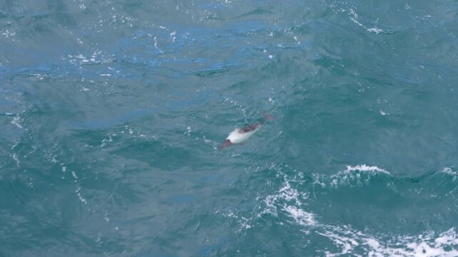 A Commerson&rsquo;s dolphin follows a ship near the Falkland Islands, leaping through waves in a playful display. Captured from a close distance with striking clarity.