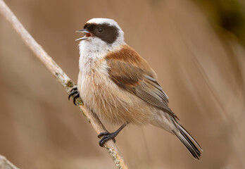 Singing Eurasian Penduline Tit Bird