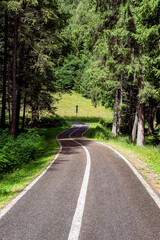 A paved road winds through tall coniferous trees in a mountain forest.