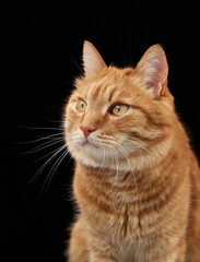 A close profile of a ginger cat gazing into the distance. Captured in crisp lighting against a...