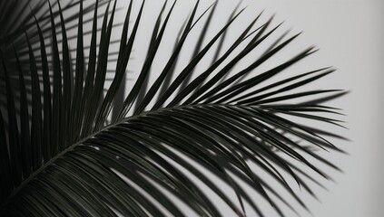 Fototapeta premium Close-up of Dark Tropical Palm Leaf Against Soft Background