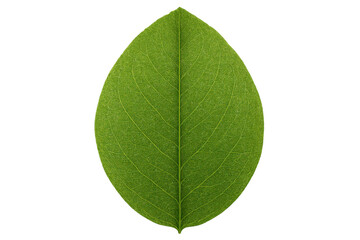 Green leaf showing detailed veins, isolated on transparent background, concept of nature, ecology, fresh plant life