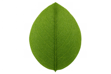 Green leaf showing detailed veins, isolated on transparent background, concept of nature, ecology, fresh plant life