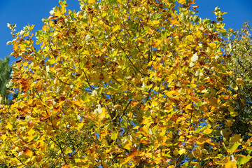 Bright autumn foliage of Tulip tree (Liriodendron tulipifera), called Tuliptree, American or Tulip Poplar in shades of yellow, green, and orange fills the branches of tree against clear blue sky