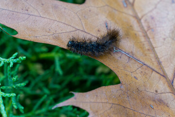 Close-up of black, poisonous spiky woolly bear caterpillar Arctia caja on dry, brown autumn leaf and green, blurred forest background