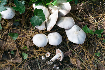 Custer of white-capped poisonous champignons Agaricus Xanthodermus commonly known as the yellow-staining mushroom grows among pine needles, dry leaves, and green foliage