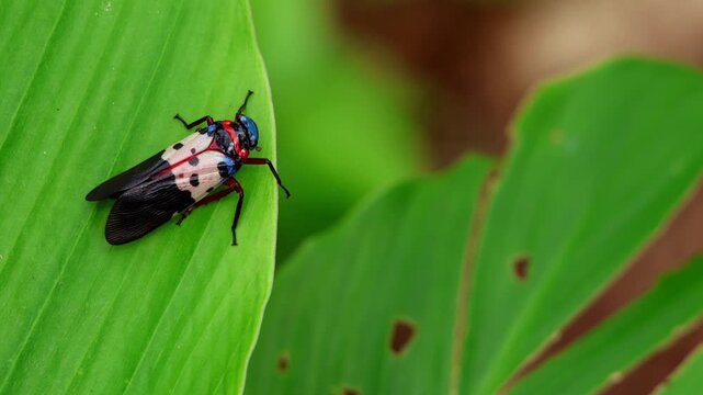 Polydictya lanternfly on green leaf. A detailed closeup video captures a Polydictya species lantern fly perched calmly on a vibrant green leaf in the monsoon forest habitat of Himachal Pradesh, India.