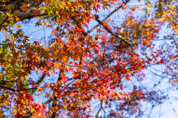 秋の青空と紅葉