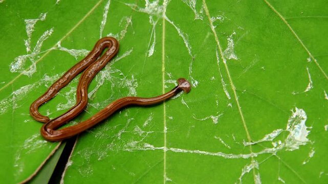 High-angle closeup video captures the Bipalium kewense, an invasive hammerhead flatworm, sliding over a fresh green leaf and leaving behind a clear, glossy slime trail.