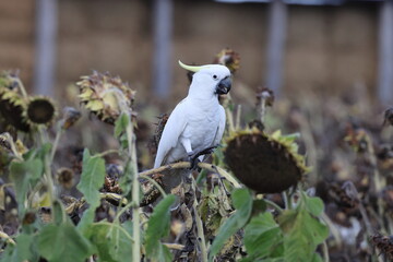 Obraz premium Sulphur-Crested Cockatoo (Cacatua galerita), Queensland, Australia