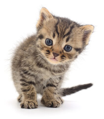 Cute kitten isolated on white background