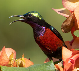 Van Hasselt's sunbird (Leptocoma brasiliana)