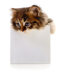 Cute kitten in white box isolated on white background
