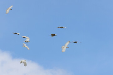 Sulphur-Crested Cockatoo (Cacatua galerita), Queensland, Australia