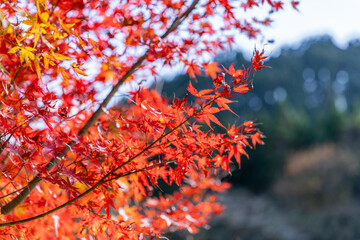 秋の青空と紅葉
