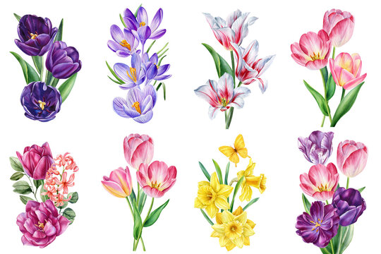Spring flowers set. Tulip crocus and daffodil flowers in bright watercolor botanical illustrations for elegant floral decor