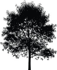 Black vector silhouette of a dense tree with slender leaves isolated on white background perfect for graphic design elements © Kafi
