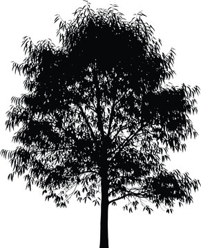 Black vector silhouette of a dense tree with slender leaves isolated on white background perfect for graphic design elements