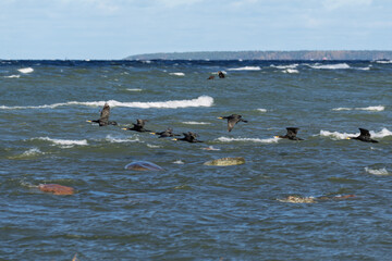 Formation of black water birds flying across a windy sea with white wave crests and a distant horizon, capturing natural avian movement over coastal waters and the marine ecosystem