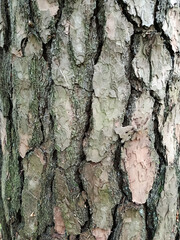 Pine bark texture. Vertical close-up photo. Pine tree bark with deep grooves. 