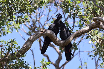 Red Tailed Black Cockatoo (Calyptorhynchus banksii) Queensland , Australia
