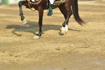 Horse feet standing in the paddock round pen during training, The horse overcomes an obstacle. Equestrian sport, jumping. Overcome obstacles. Dressage of horses in the arena. Jumping competition.