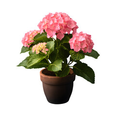 Pink Hydrangea in Terracotta Pot isolated on transparent background