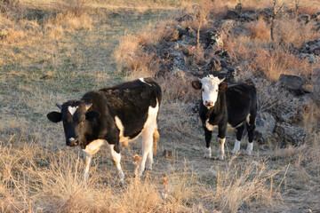 Cow farm. Cow in the wild. Domestic animals. Cow on the meadow in the mountains.
