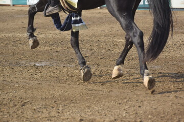 Horse feet standing in the paddock round pen during training, The horse overcomes an obstacle. Equestrian sport, jumping. Overcome obstacles. Dressage of horses in the arena. Jumping competition.