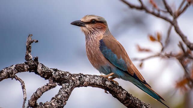 A nature landscape view of a seagull on a pier near the ocean coast with summer sky and clouds