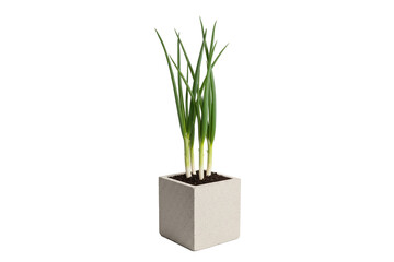 potted green onion plant with tall stalks isolated on white background