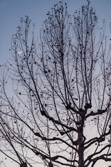 Winter tree framing crescent moon in vertical twilight scene