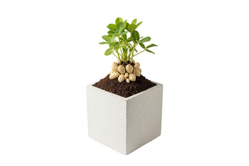 small peanut plant with exposed peanuts growing in a square pot isolated on white background