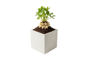 small peanut plant with exposed peanuts growing in a square pot isolated on white background