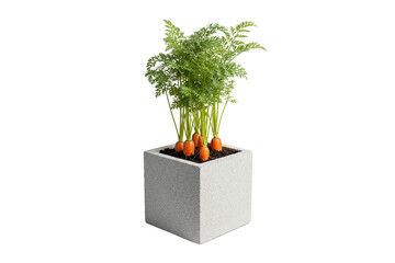 potted carrot plant with exposed baby carrots growing in a square pot isolated on white background