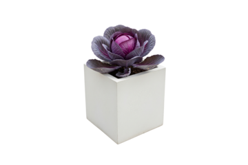 red cabbage plant growing in a square pot isolated on white background