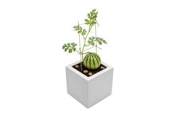miniature watermelon plant with fruit growing on a trellis in a square pot isolated on white background