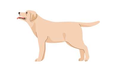 Labrador retriver, canine animal breed. Pedigree dog, side view. Cute lab doggy, loyal puppy standing, looking up with tongue out, wagging tail. Flat vector illustration isolated on white background