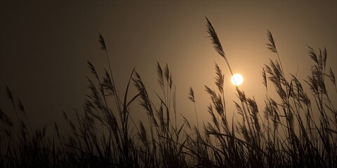 Obraz premium A silhouette of tall, swaying wheat grass against a soft, hazy moonlit sky, subtle warm glow, shallow depth of field, peaceful and evocative summer night.
