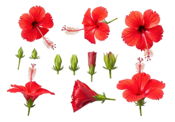 Collection of vibrant red hibiscus flowers and green buds on stems